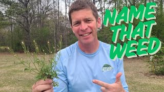 Ultimate Lawn Weed Identification Guide