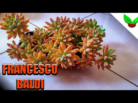 🌿 DICAS E CUIDADOS COM A FRANCESCO BALDI (suculenta famosa)🌱