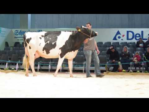 , title : '牛のショー　ホルスタイン　 Holstein　2015 0222'