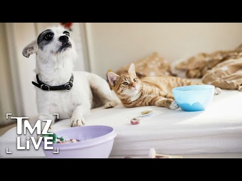 Coronavirus Leads To Influx Of Adoptions From Animal Shelters | TMZ Live