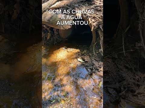 ￼ COM AS CHUVAS A ÁGUA JÁ AUMENTOU MUNICÍPIO DE LAGOA FORMOSA MG ￼