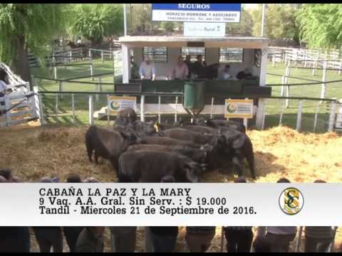 21-09-16 Venta de Vaquillonas Sin Serv. - Cabaña La Paz y La Mary - Tandil.
