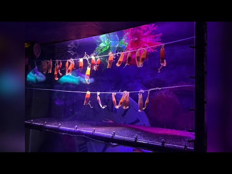 Catshark Eggs American Dream