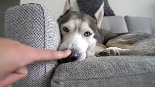 Booped my dog&#39;s snoot too many times..