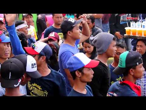 Yang bambang new pallapa