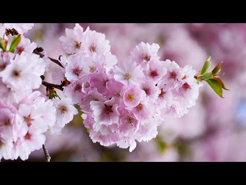 Daniel si Emanuela Hirtie - La Tine imi gasesc implinirea | Lyrics