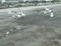 Gulls Eating French Fries