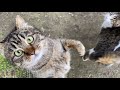 I Met And Fed Very Hungry Tabby And Cute Playful Cats