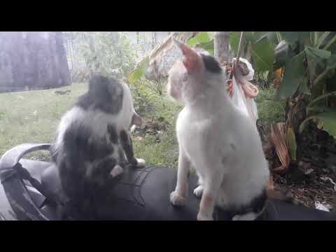 Kucing Comel Ini Beri Kasih Sayang Ke Kucing Lainya Kaskus