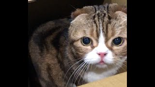 どうやって入ったの？