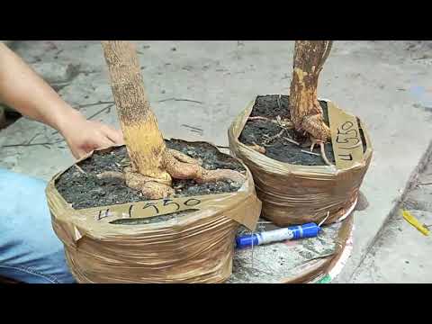 CG608: MAI GIẢO THỦ ĐỨC CÂY ĐẸP MỨC RẺ VÔ ĐỊCH - Chương 0328289038 (7/5) - Kiểng đẹp quê tôi