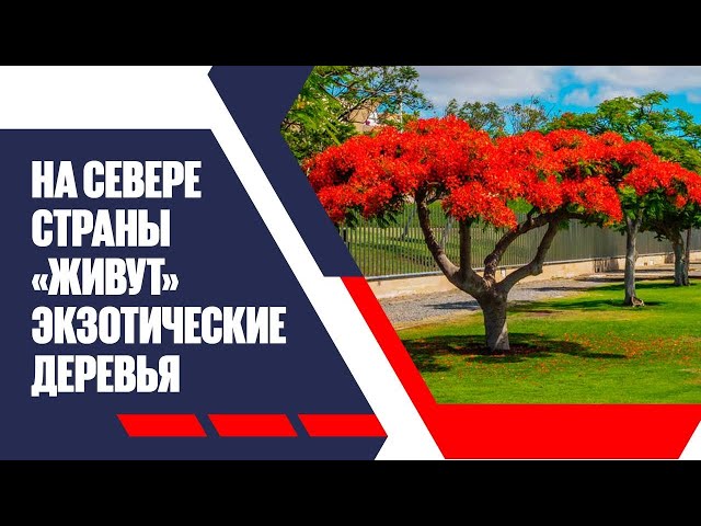 Изменение климата: на севере страны «живут» экзотические деревья