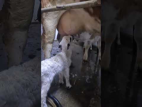 Are grija și de oita... la noi totul se împarte 🥰