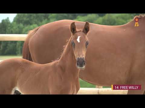 14 FREE WILLY - HF v. Feinrich-Le Mans - Fohlenauktion Riedlingen 2020