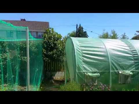 Aristotelia chilensis (Maqui Berry) review growing in Cork, Ireland