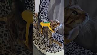 Halloween mode 🤪 #foryou #cat #cutecat #bengalcat #handsome #catlover #shorts