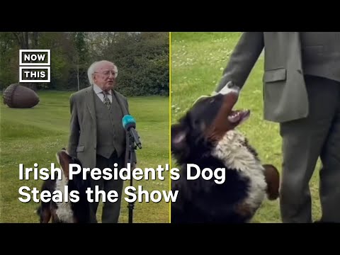 The President Of Ireland's Bernese Mountain Dog Steals The Show During A Press Conference