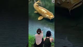 Download lagu DUNIA DI KAGETKAN DENGAN PENAMPAKAN IKAN MAS TERBESAR DI DUNIA 😱 mp3 Download lagu DUNIA DI KAGETKAN DENGAN PENAMPAKAN IKAN MAS TERBESAR DI DUNIA 😱 mp3