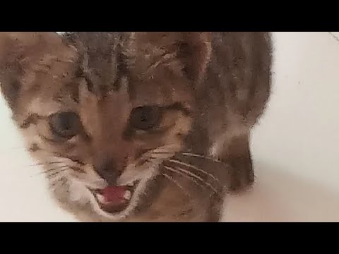 Kitten Bittu 💜 |Cat Videos|Kitten Playing| Kitten| Cute Kitten |Funny Kitten|