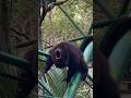 Howler monkey in Tabasco, Mexico #mexico