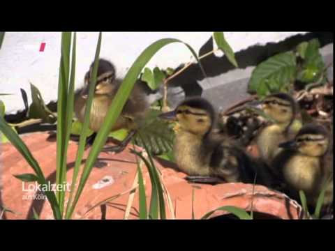 Verrückt: 11 Enten-Küken auf Kölner Dachterrasse im 6. Stock!!!