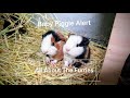 Baby Guinea Pig Alert