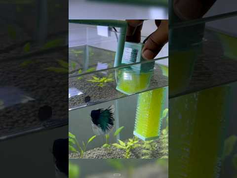 BEST water fall aquarium filter | NEPALL Ultra Silent aquarium internal filter of aquarium #shorts