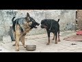 German Shepherd Vs Rottweiler Food Aggression