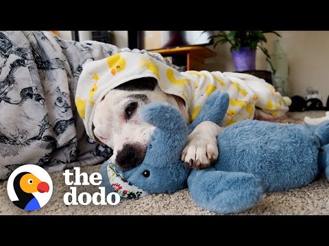 This Pittie Was In The Shelter For Over 600 Days Until... | The Dodo