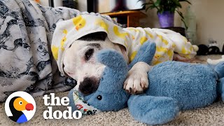 This Pittie Was In The Shelter For Over 600 Days Until... | The Dodo