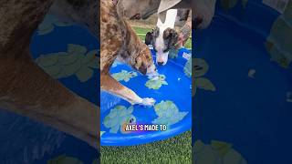 Can our blind dogs swim? #dogshorts #doggielife #cutedog #petsrule #pets #dogmom