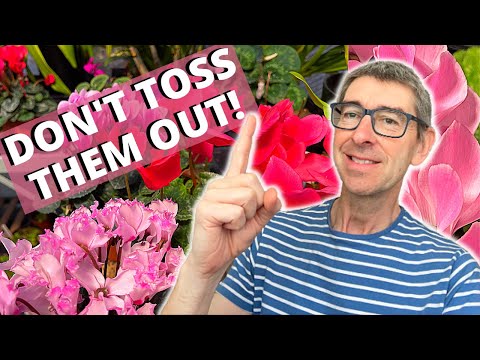 CYCLAMEN CARE AFTER FLOWERING - Ensure better blooms for next year!