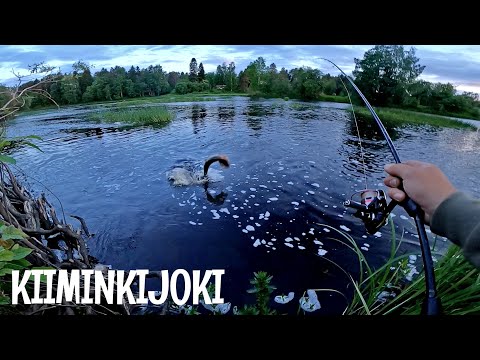 IN THE RIVER FISH ON THE KIIMNIKIRIVER - A CRAZY GOOSE ATTACKED
