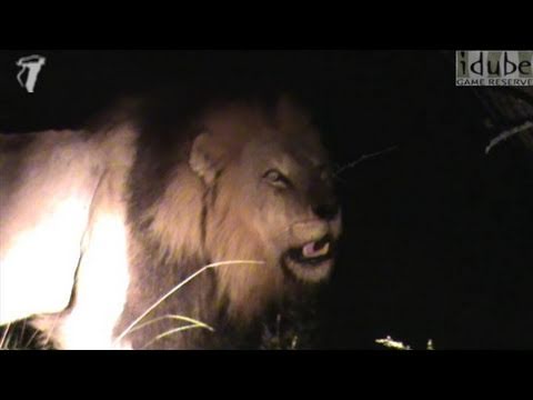 Awesome Lion Roar At Night