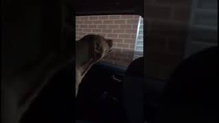 Teddy barking at McDonalds - September 2016