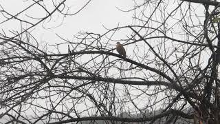 1-28-18 Sunday Afternoon Dove sitting in my tree outside bedroom