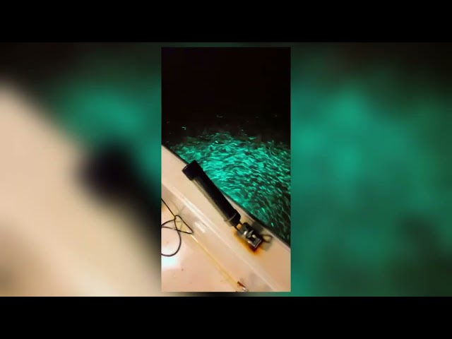 مصباح صيد LED