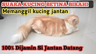 Download lagu THE SOUND OF A FEMALE CAT IN HORSE ASKING TO MAT mp3