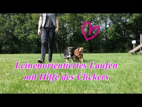 Leinenorientiertes Laufen mit Hilfe des Clickers trainieren! Hundetraining, Hundeschule.