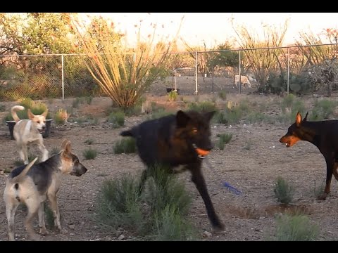 Wolf vs. 4 Dogs - Who Will Get The Ball? COMMENT BEFORE ...
