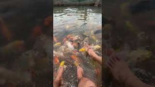 Massa Cá Tại Cồn Sơn Cần Thơ