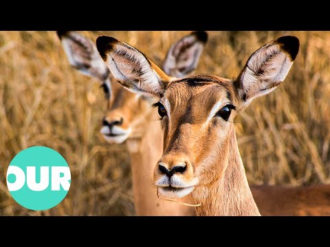 The Journey of a Newborn Impala Learning to Survive | Our World