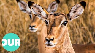 The Journey of a Newborn Impala Learning to Survive | Our World