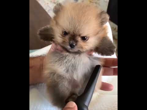 4K Ultra HD Video of Cute baby animals Videos Compilation cute moment of the animals