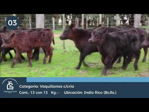 Lote VQ C/ CRIA - INDIO RICO BS AS