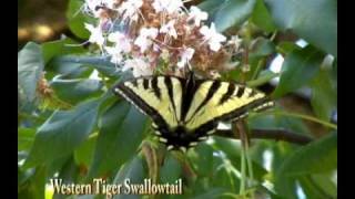 preview picture of video 'Swallowtail Butterflies, Pale and Western Tiger'