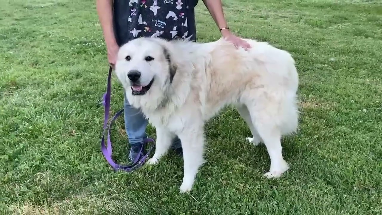 Enlarge Jake in TN - A Laid-back Guy, a Adopted Great Pyrenees in Lebanon, TN video 4/4