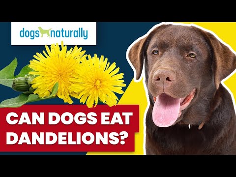 YouTube video about: Are dandelions toxic for dogs?