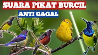 Download lagu MP3 SUARA PIKAT BURCIL‼️SUARA BURUNG KEJEPIT✅ANTI ZONK🔥AUTO PANEN‼️ mp3