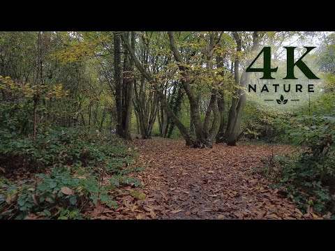 Walking in the woods as fall comes to an end